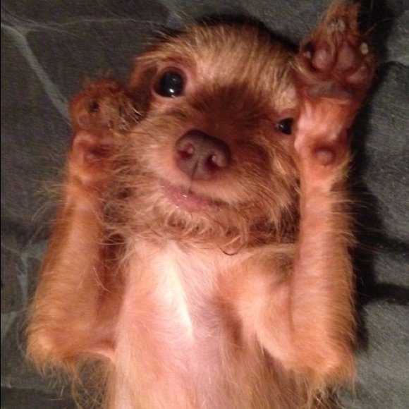 Meet your Posher, Jennifer - Picture 1 of 1